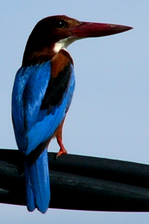 White-breasted Kingfisher (1)