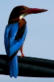 Kingfisher (1)