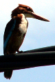 Kingfisher (2)