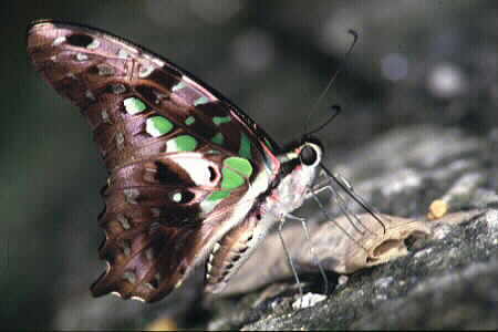 The Tailed Jay
