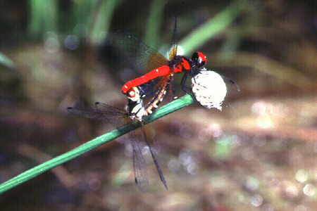 Scarlet Dwarf (Nannophya pygmaea), mating pair