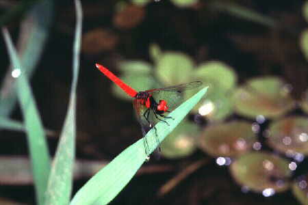 Scarlet Dwarf (Nannophya pygmaea)