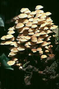 Ink Cap Fungus