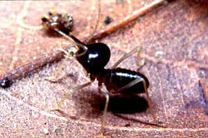 Nasute Termite