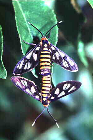 Wasp Moth