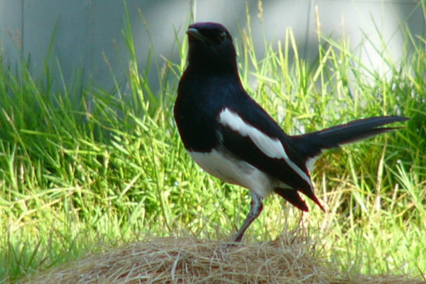 One-legged magpie robin
