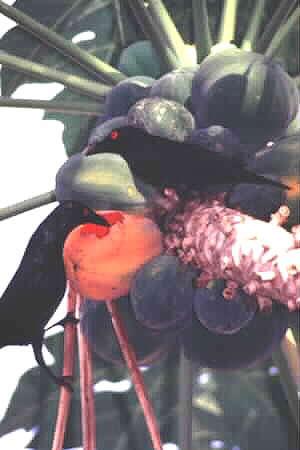 Philippine Glossy Starling