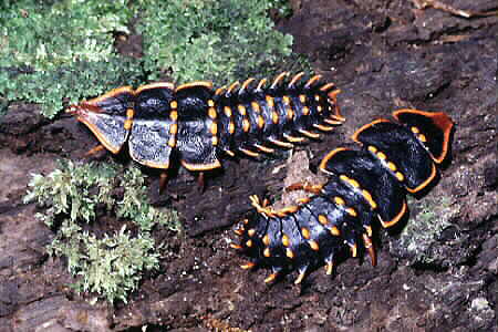 Trilobite Larvae