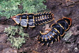 The Trilobite Larva