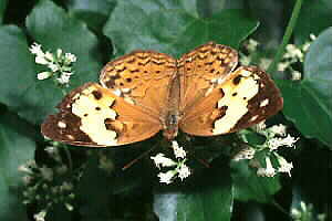The Rustic (Cupha erymanthis lotis).