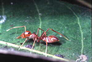 Kerengga Ant-like Jumper, female