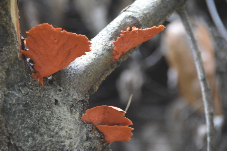 Bracket fungus on tree trunk