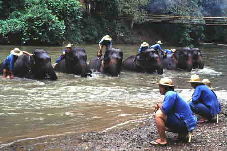 Jumbos bathing in the river