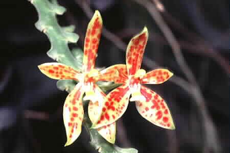 Phalaenopsis corvu-cervi