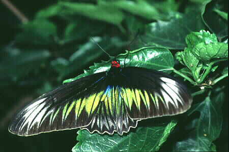 Rajah Brooke's Birdwing, female