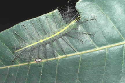 Caterpillar of Euthalia aconthea