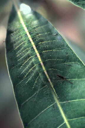 Caterpillar of Euthalia aconthea