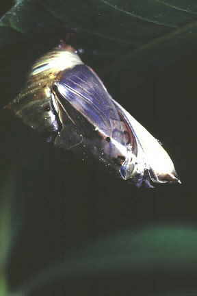 Emerging adult of Euthalia aconthea