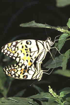 Mating pair of Papilio demoleus