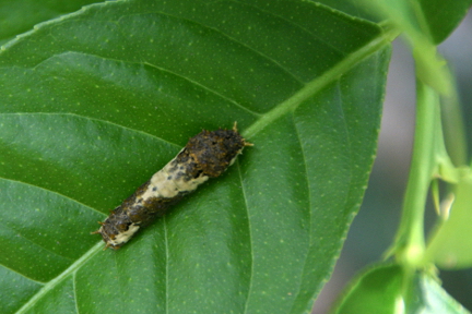 Caterpillar of Papilio demoleus