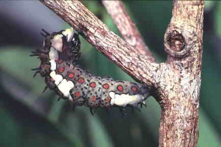 Common Mime caterpillar pupating