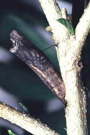 Darkened pupa of Common Mime