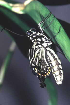 Newly emerged Common Mime