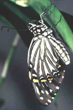 Newly emerged Common Mime