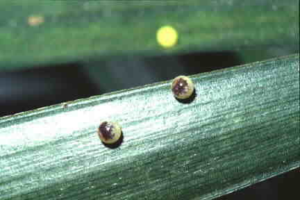 Eggs of the Common Palmfly