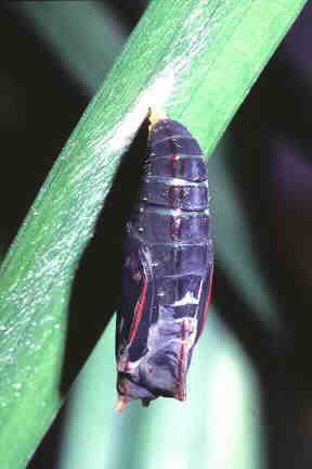 Pupa of the Common Palmfly