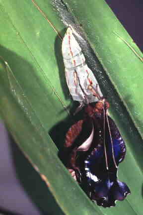 Emerging Common Palmfly