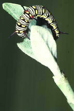 Larva of Danaus chrysippus