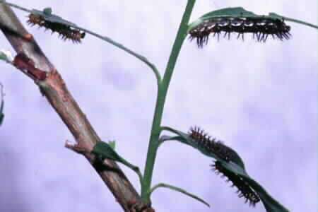 Leopard caterpillars on a willow tree