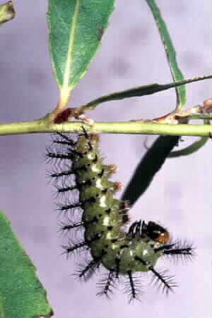 Pupating caterpillar of the Leopard