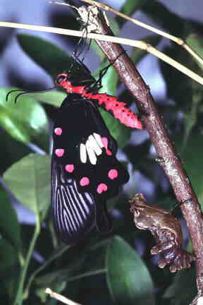 Newly emerged adult of the Common Rose