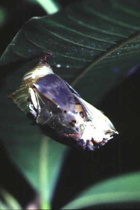 The Baron (Euthalia aconthea) emerging from pupa (1).