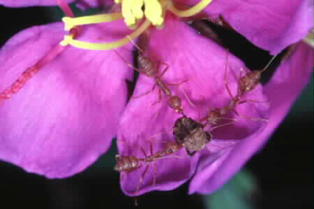 Weaver Ants and prey on Straits Rhododendron