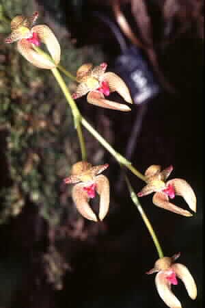 Bulbophyllum species